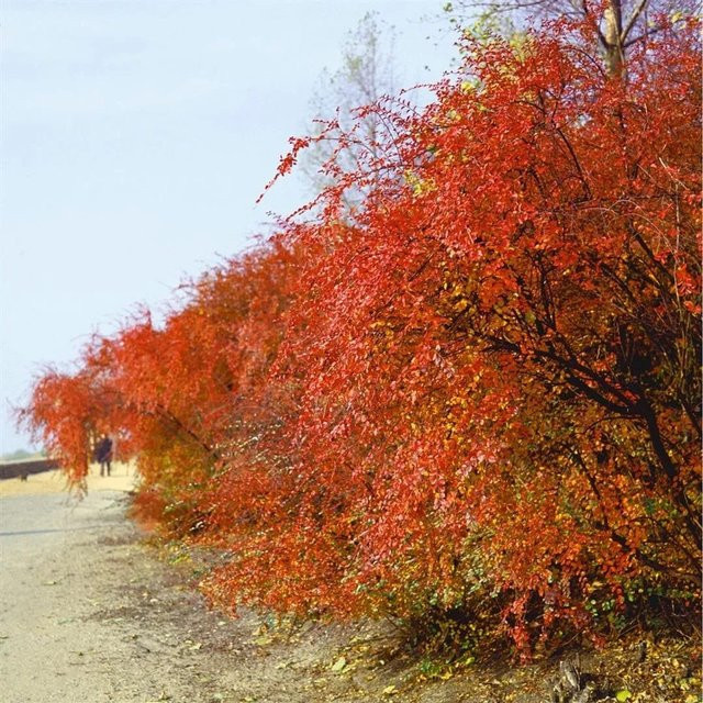 Cotoneaster acutifolius Heckenpflanze als Zierstrauch mit roten Blüten, Höhe: 100-125 cm - Bild 1