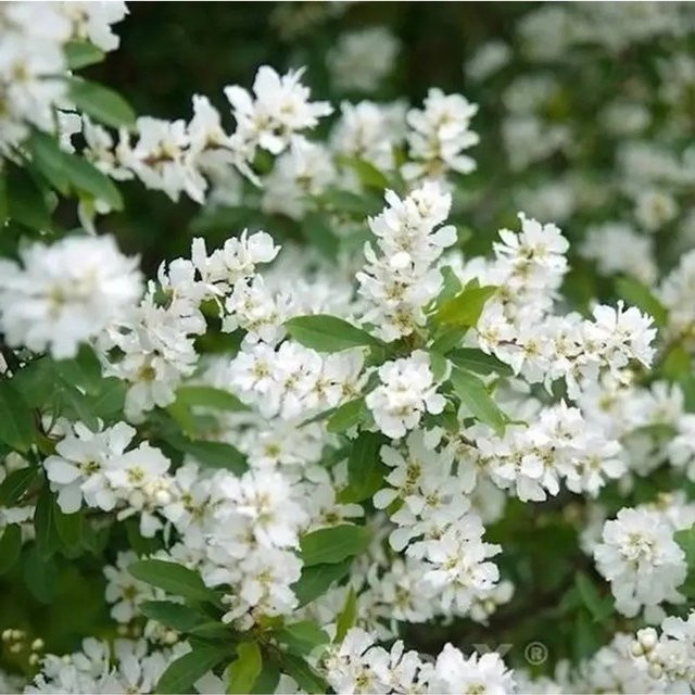 Exochorda racemosa Magical Spring Time Blütenhecke weiß von Nr-01.de Höhe: 80-100 cm - Bild 1