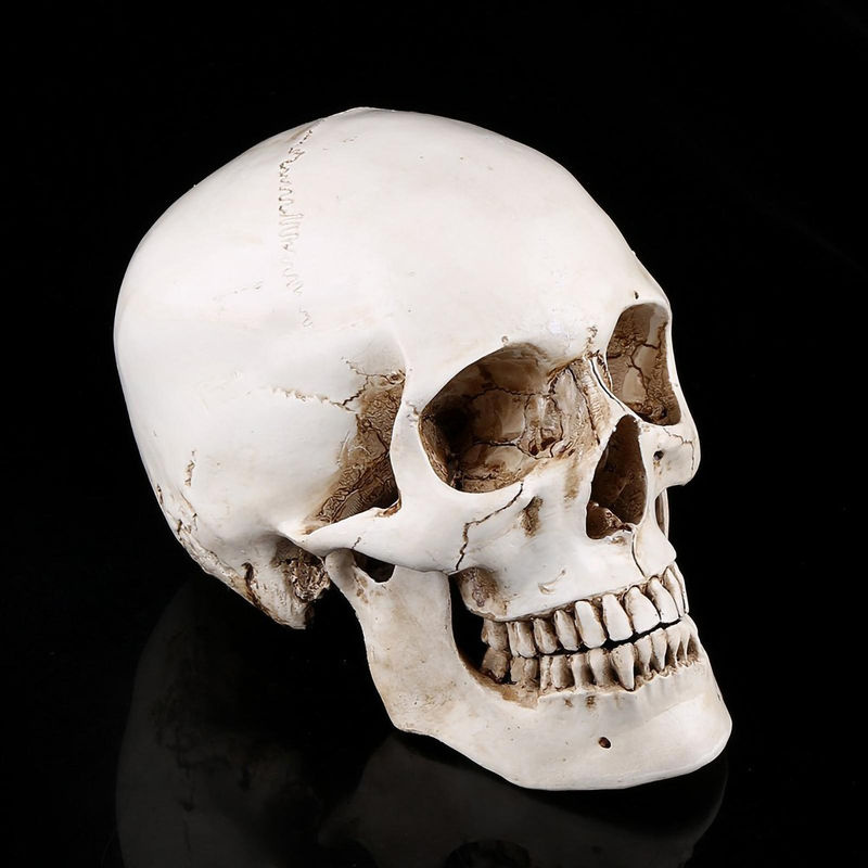 Fishine Lebensgroßer menschlicher Schädel aus weißem Harz als Deko-Modell für Halloween und Partys - Bild 2