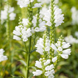 Gelenkblume Summer Snow Dekoration in Weiß - Bild 1