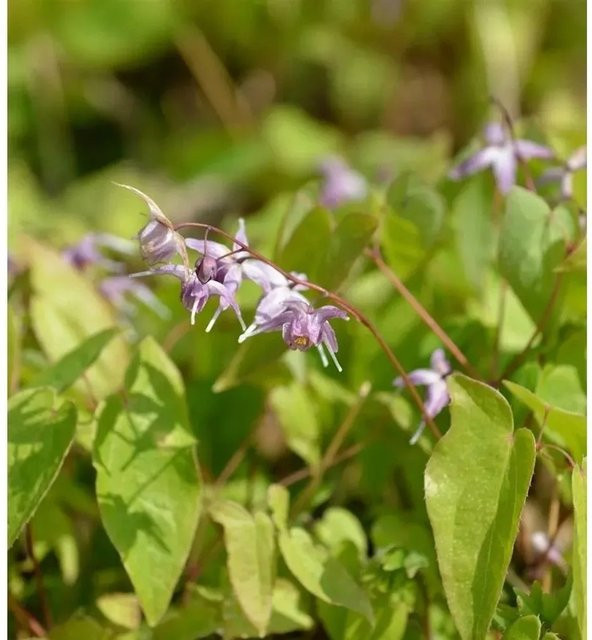 Epimedium eptorrhizum Dünntriebige Elfenblume in Pink von Nr-01.de - Bild 1
