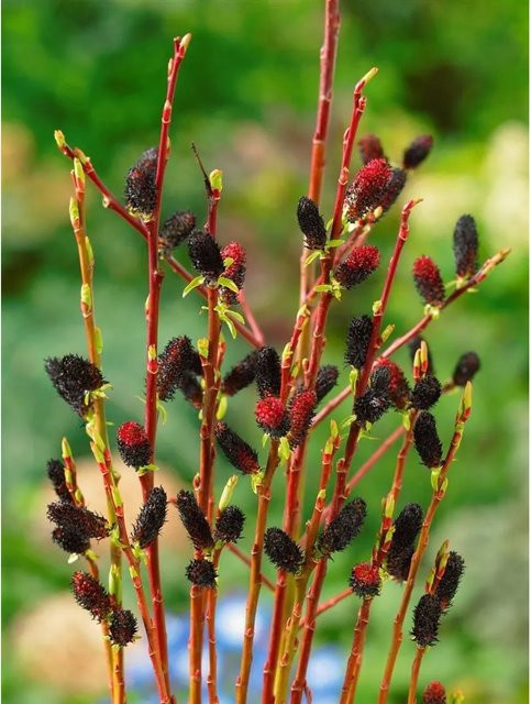 Salix Melanostachys Schwarzer Kätzchenweide als Zierbaum für den Außenbereich mit einer Stammhöhe von 60 cm - Bild 1