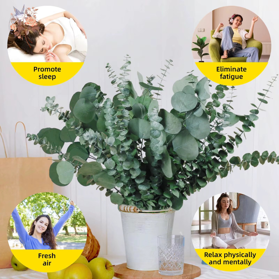 15 Stück getrockneter Eukalyptus-Silberdollar in Grün von YN HI FLOWER zur Dekoration - Bild 4