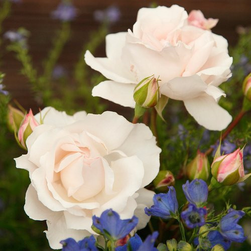 KORDES ROSEN Beetrose Constanze Mozart in Rosa mit gefüllten Blüten - Bild 1