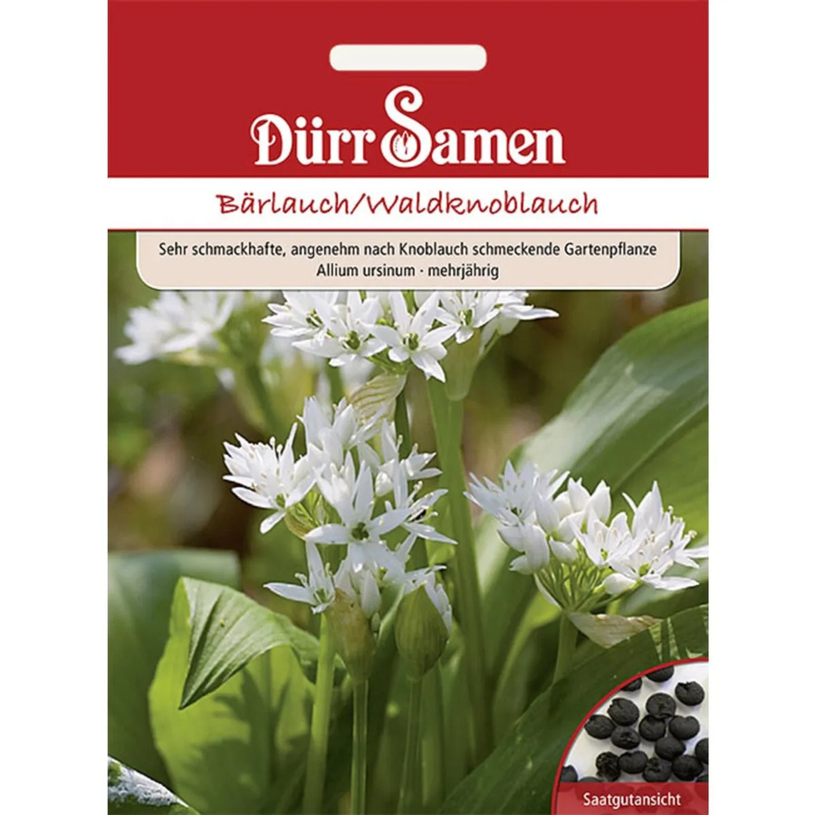 Dürr Samen Bärlauch Waldknoblauch Saatgut - Bild 2