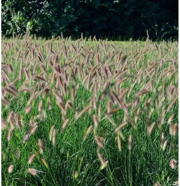 Lampenputzergras Hameln Pennisetum alopecuroides im großen Topf von Nr-01.de, grün - Bild 1