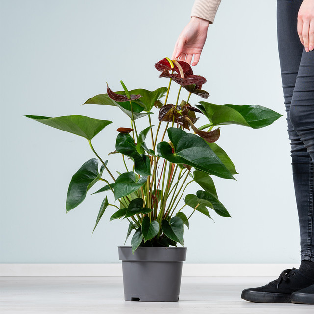 Anthurium Flamingoblume Sempre von BLUME2000 in Rot und Grün - Bild 1