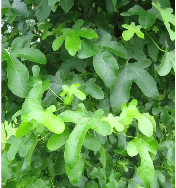 Liquidambar styraciflua Amberbaum Rotundliloba, grüner Strauch für den Garten, Höhe: 40-60 cm - Bild 1