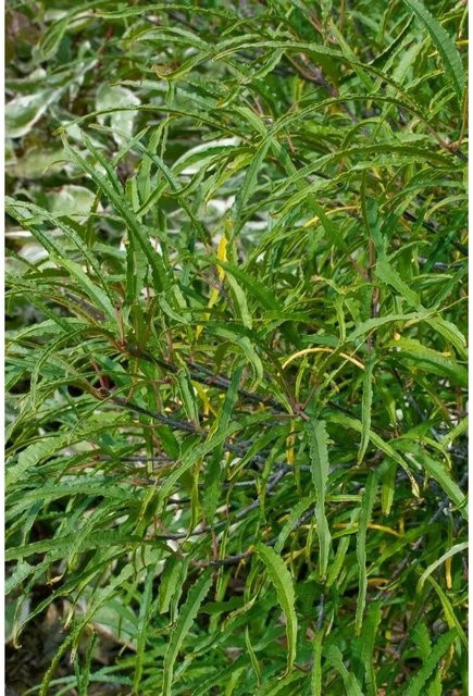 Rhamnus Frangula Asplenifolia Schmalblättrige Buckthorn Heckenpflanze 40–60 cm - Bild 1