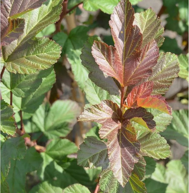 Physocarpus opulifolius Blasenspiere Magic Ball Strauch für den Garten - Bild 1