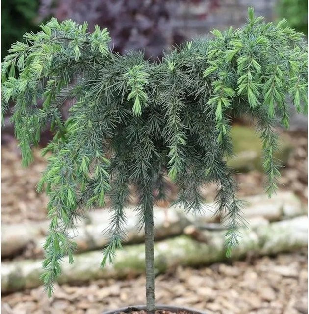Himalaya Zeder Feelin Blue Cedrus deodara Hochstamm von Nr-01.de in Blau und Grün, Höhe: 40-60 cm - Bild 1