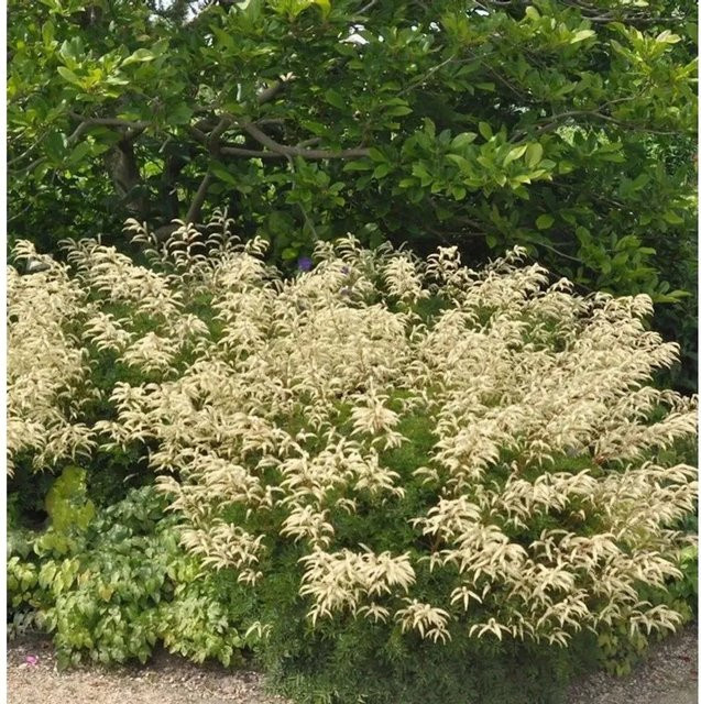 Aruncus aethusifolius Zwerg Geißbart Woldemar Meier Gartenpflanze Weiß Grün - Bild 1
