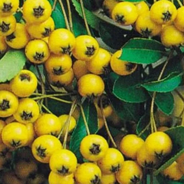 Arborix Feuerdorn Soleil d'Or Pyracantha mit gelben Beeren, Höhe: 60 bis 80 cm - Bild 1