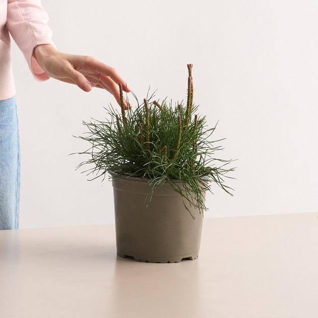 Bergkiefer Mughus Pinus mugo Konifere von BLUME2000 - Bild 1