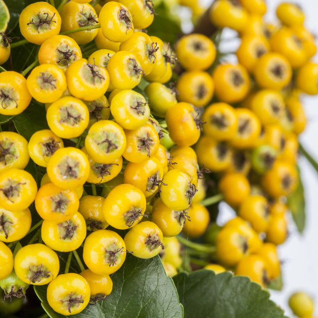 Feuerdorn Soleil d'Or Pyracantha von BLUME2000 als Hecke und Sichtschutz zur Fassadenbegrünung - Bild 1