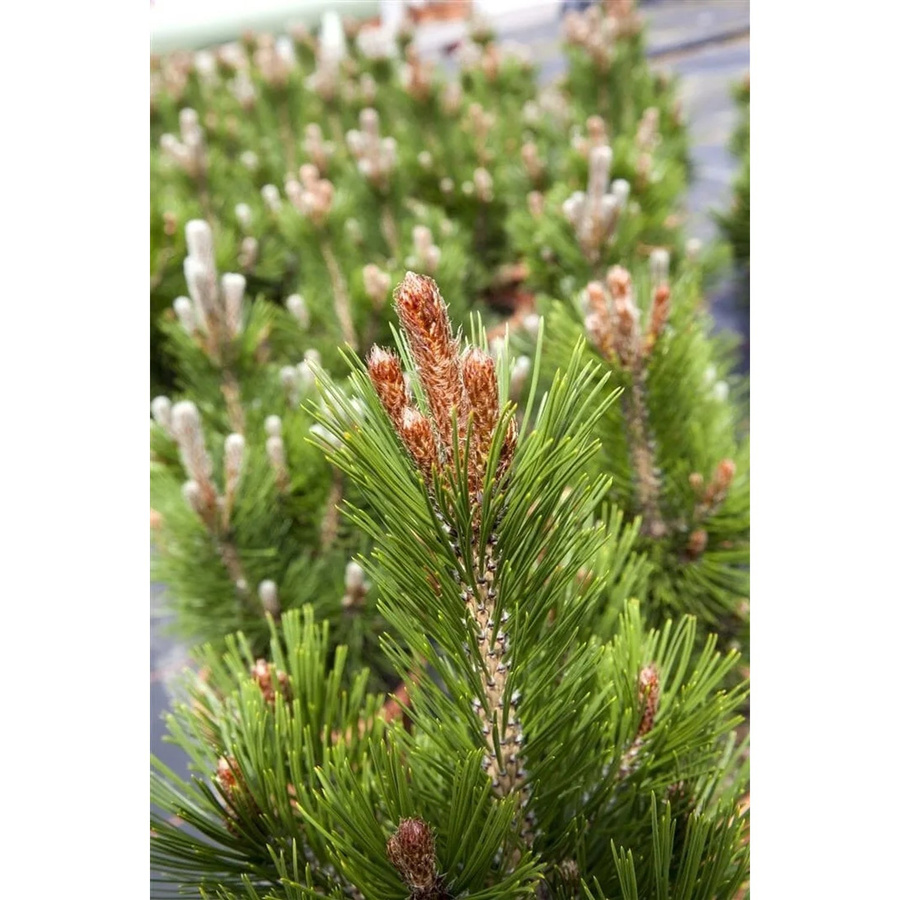 Pinus Heldreichii Little Dracula Bosnische Kiefer Kompakt, Grüne Koniferen-Zierpflanze, Höhe: 30 cm - Bild 2
