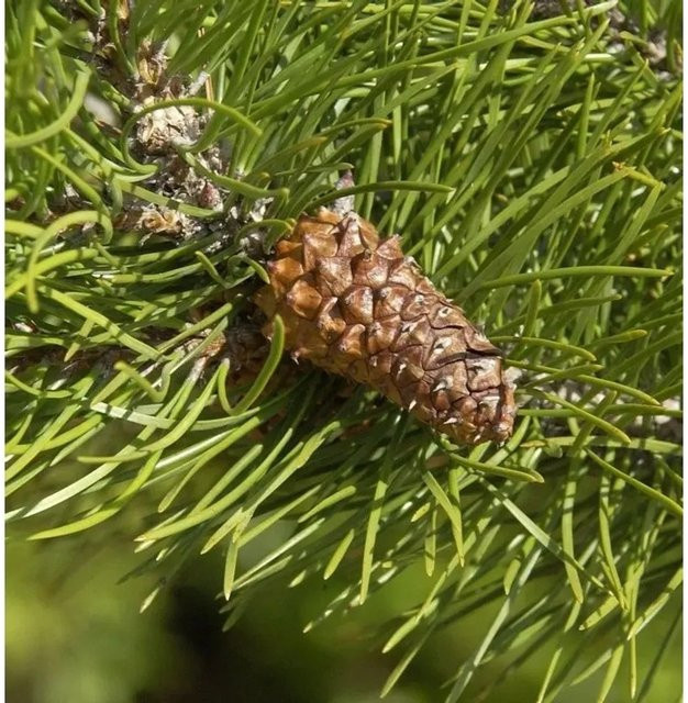 Pinus contorta Drehkiefer von Nr-01.de, grüne Konifere für den Garten, Höhe: 60-80 cm - Bild 1