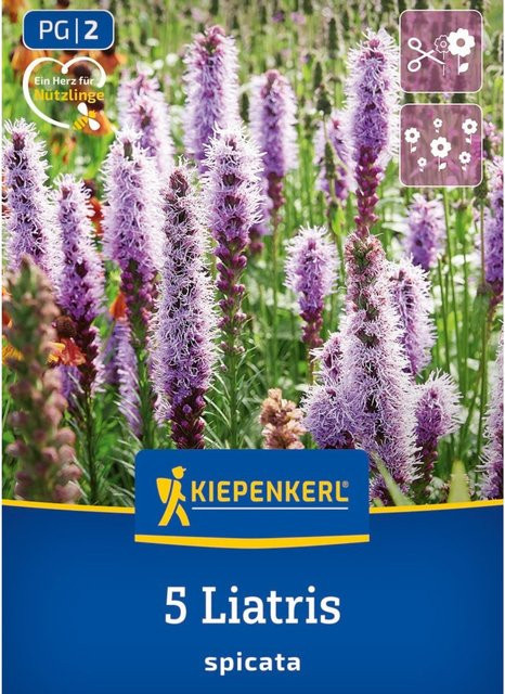 Kiepenkerl Prachtscharte Blumenzwiebeln Violett 5 Stück - Bild 1