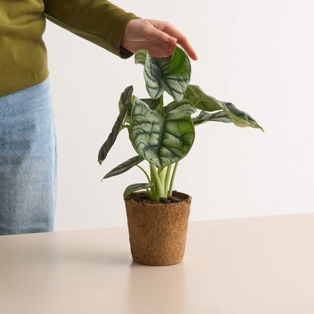 Alocasia Silver Dragon Zimmerpflanze von BLUME2000 in Silber und Grün - Bild 1