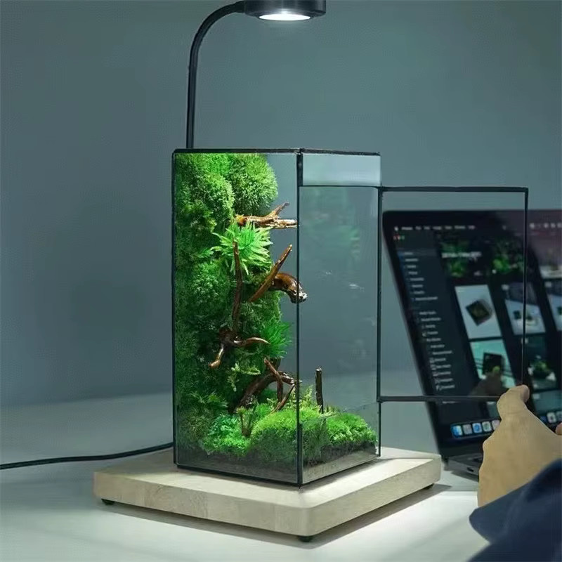 BenRussell Geometrisches Glas-Terrarium in Quadratisch, Grünes Mini Regenwald-Farn-Moos Tisch-Gewächshaus, B/T/H: 21,5 x 21,5 x 11,0 cm - Bild 2