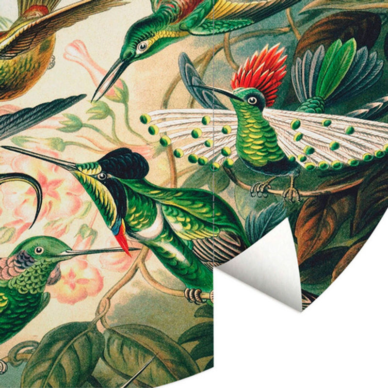 K&L Wall Art Vliestapete Haeckel Kolibris Nostalgische Runde Wandgestaltung, mehrfarbig, matt, Breite: 284 cm, Höhe: 284 cm - Bild 2