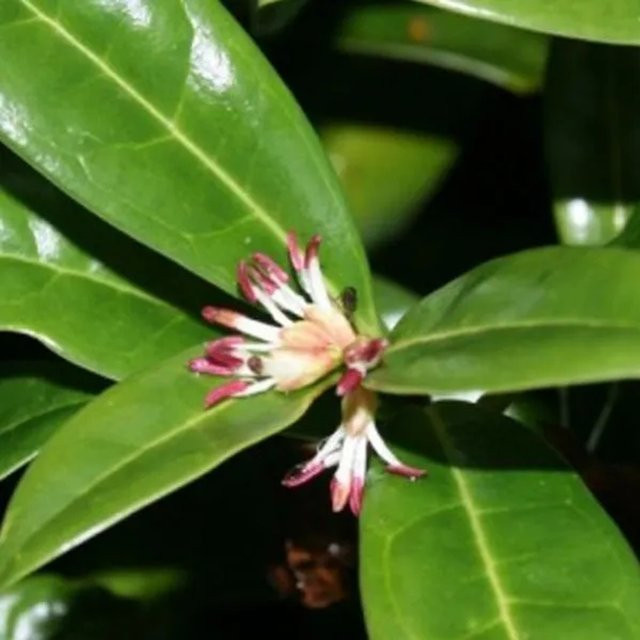 Arborix Himalaya-Schleimbeere Sarcococca hookeriana Humilis, immergrüner Zierstrauch, Höhe: 20 bis 25 cm - Bild 1