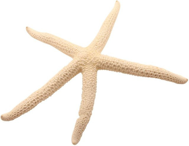 Elenxs Home Improvement Weißer natürlicher Finger Seestern als maritimes Deko-Ornament für Hochzeiten und Sommer, Größe: 10-12 cm - Bild 1