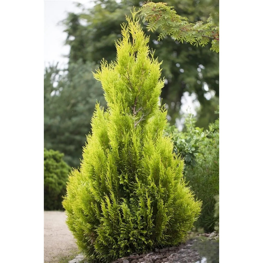 Thuja plicata 4ever Goldy Koniferen-Heckenpflanze in Gelb-Grün, Höhe: 60-80 cm - Bild 2