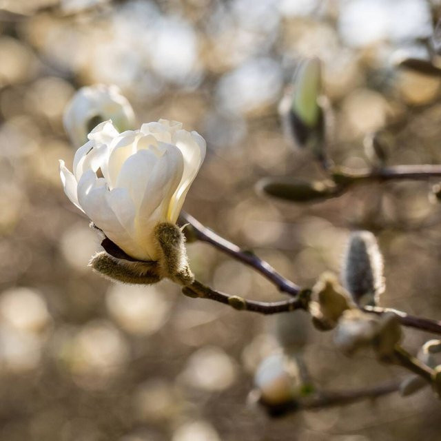 Magnolia soulangiana Zierstrauch von Mein schöner Garten Shop, weiß - Bild 1