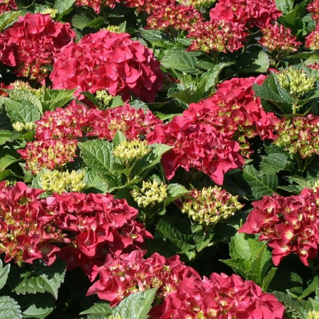 Arborix Hortensie Kardinal Hydrangea macrophylla als kompakt wachsende Zierstrauch-Pflanze in Rot und Pink