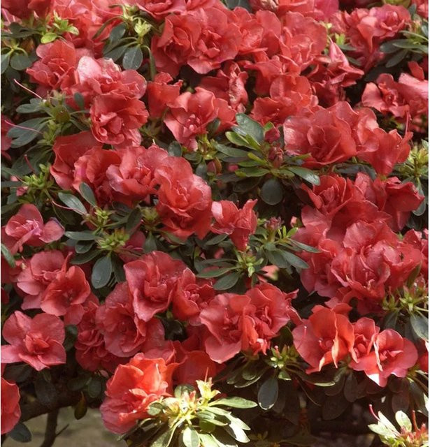 INKARHO Rhododendron Orange Flirt Alpenrose als großblumiger Zierstrauch in Orange - Bild 1