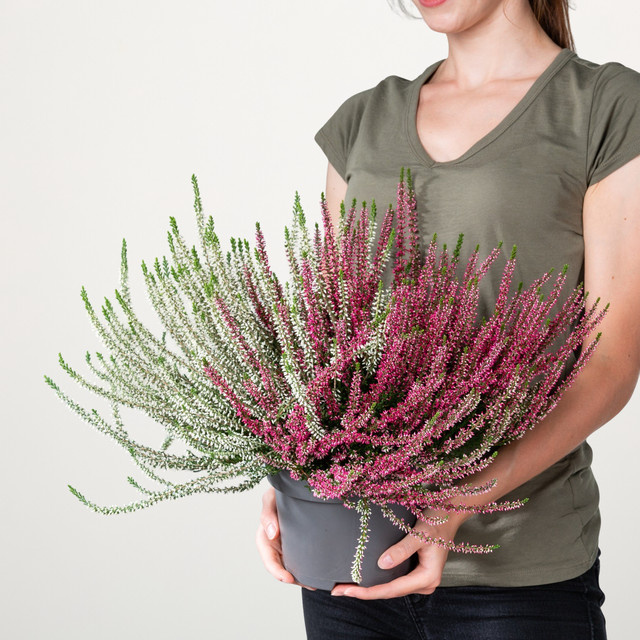 Besenheide Beauty Lady Calluna vulgaris von BLUME2000 zweifarbig - Bild 1