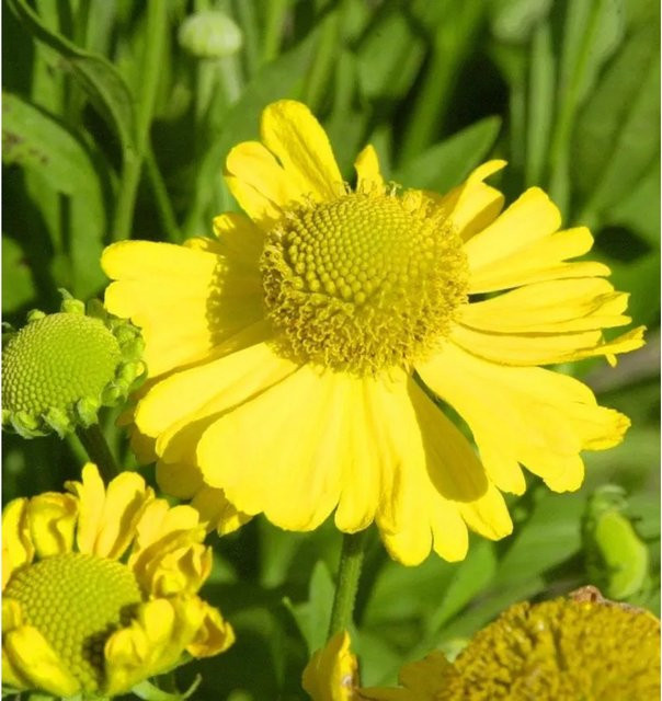 Helenium autumnale Sonnenbraut Magnificum gelbe Gartenstaude von Nr-01.de - Bild 1