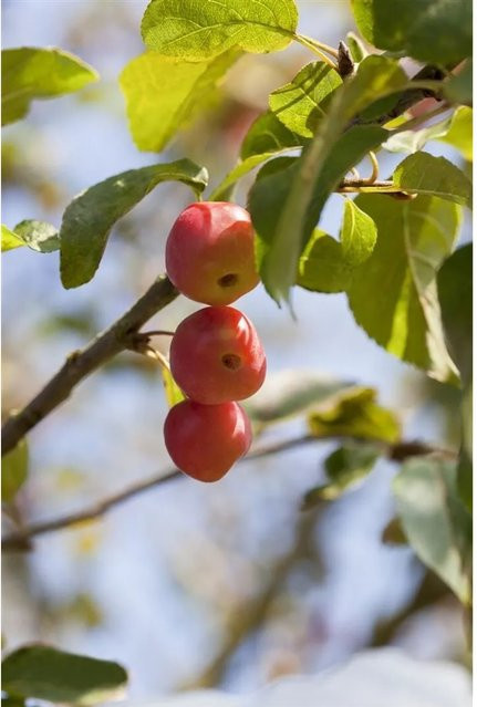 Malus Red Sentinel Zierapfel mit roten Früchten, Höhe: 100–125 cm - Bild 1