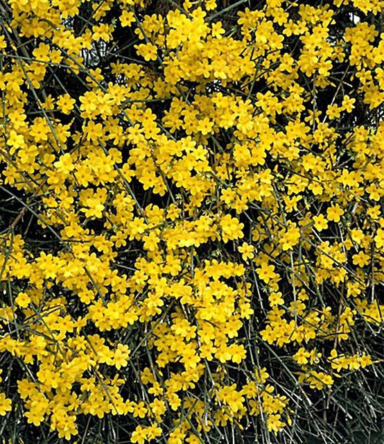 Winter-Jasmin - Bild 1