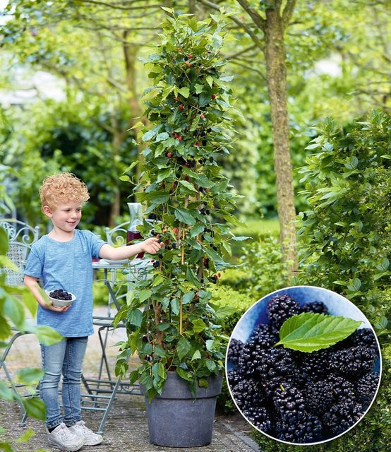 Maulbeere BonBon Berry® - Bild 1