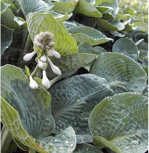 Grünblattfunkie Big Daddy Hosta sieboldiana Bodendecker in Grün - Bild 1