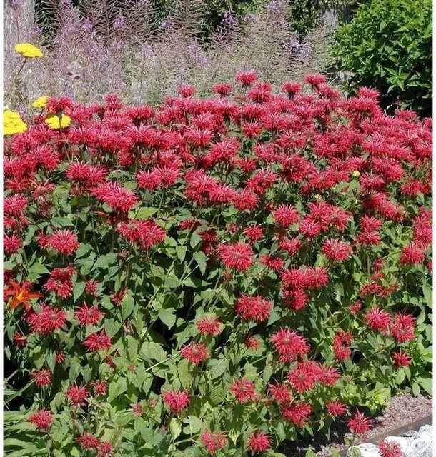 Monarda fistulosa Indianernessel Bee Happy als mehrjährige Staude für Rabatten und Staudenbeete - Bild 1