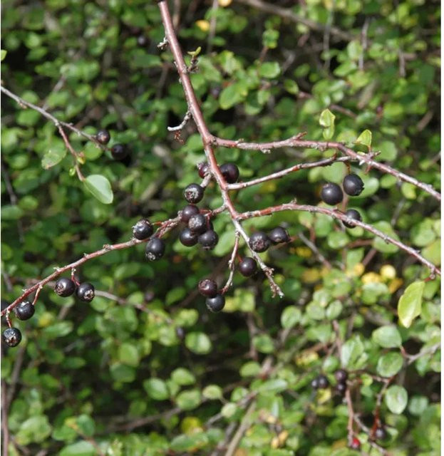 Cotoneaster acutifolius Spitzblättrige Strauchmispel als Heckenpflanze und Solitärgehölz, Höhe: 125-150 cm - Bild 1