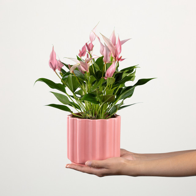 Pink Flamingo Keramik Figur von BLUME2000 in Pink für den Tisch - Bild 1