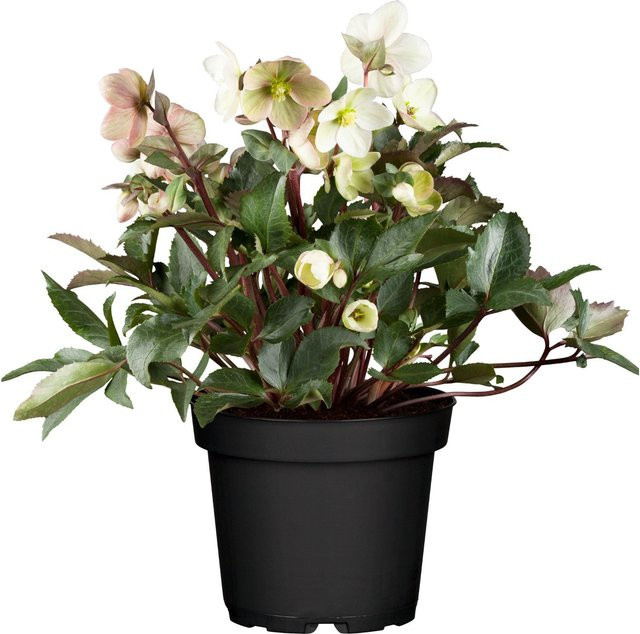 Weiße Christrose Helleborus aus der HGC Sorten Serie als winterharte Staude - Bild 1