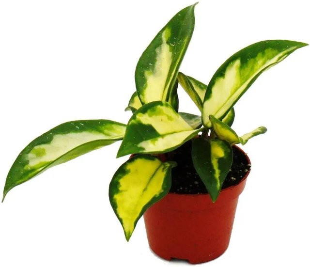 Exotenherz Hoya Carnosa Tricolor Porzellanblume Mini Pflanze in 5,5 cm Topf - Bild 1
