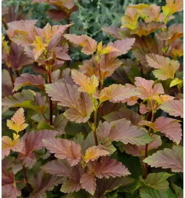 Physocarpus opulifolius Amber Jubilee Blasenspiere von Nr-01.de, Strauch mit gelben, orangefarbenen und roten Blättern, Höhe: 80-100 cm - Bild 1