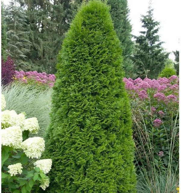 Smaragd Lebensbaum Thuja occidentalis Heckenpflanze grün, Höhe: 100-125 cm - Bild 1