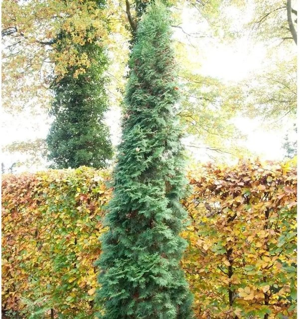 Thuja occidentalis Säulen Lebensbaum als grüne Heckenpflanze von Nr-01.de, Höhe: 60-80 cm - Bild 1