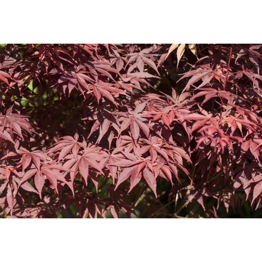 Acer Palmatum Bloodgood Japanischer Ahorn Tiefrot 80–100 cm - Bild 2