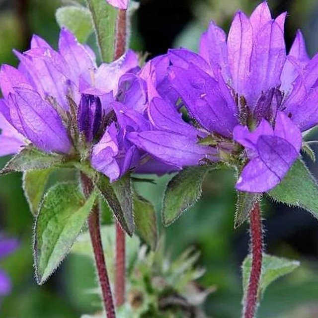 6er Set Arborix Knäuel-Glockenblume Superba Campanula glomerata Beetpflanze in Topf 9 cm, lila-blaue Sommerstaude für den Außenbereich - Bild 1