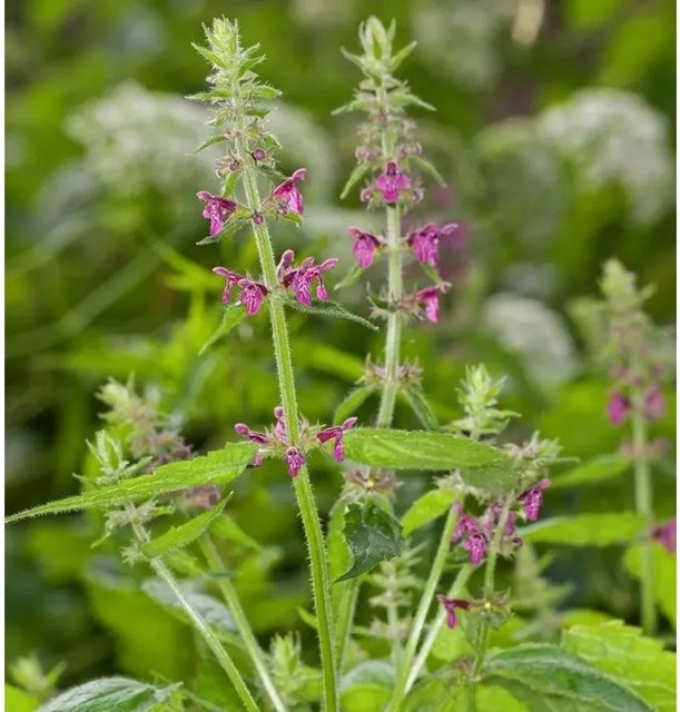Wald-Ziest Stachys sylvatica als mehrjährige Zierpflanze in lila mit Topf von Nr-01.de - Bild 1