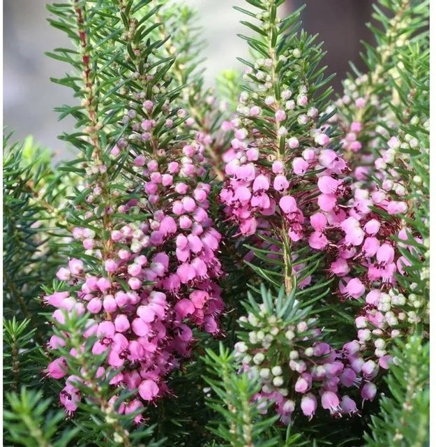 10x Erica vagans Cornwallheide Mrs. D.F. Maxwell Sträucher - Bild 1
