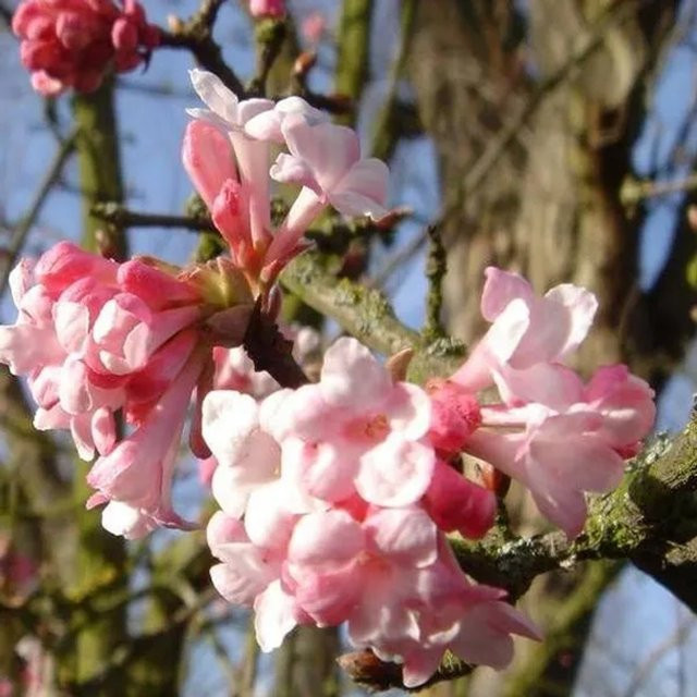 Arborix Winterschneeball Dawn Viburnum bodnantense mit duftender Winterblüte im Container, Höhe: 60 bis 80 cm - Bild 1